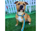 Adopt CARUSO a Pit Bull Terrier