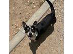 Adopt Costco (824) a Jack Russell Terrier, Mixed Breed