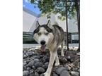 Adopt BOCELLI a Siberian Husky