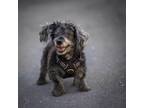 Adopt Papo a Poodle, Mixed Breed