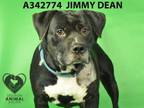 Adopt JIMMY DEAN a Terrier, Mixed Breed
