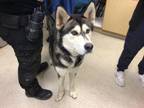 Adopt Dog a Siberian Husky