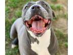 Adopt Dog a Pit Bull Terrier