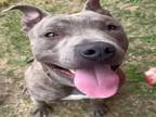 Adopt Dog a Pit Bull Terrier