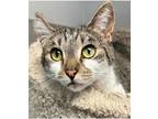 Adopt Mr. Tabbs a Tabby