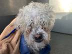 Adopt A685976 a Bichon Frise, Mixed Breed