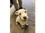 Adopt APOLLO a Pit Bull Terrier, Mixed Breed