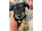 Adopt JASPER a Terrier