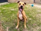 Adopt TROOPER a Pit Bull Terrier