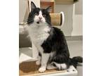 Adopt MYLO a Domestic Medium Hair