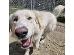 Adopt PALOMO a Great Pyrenees