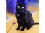 Adopt Catchup a Domestic Short Hair