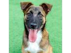 Adopt Reggie the Puppy! a German Shepherd Dog