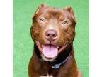 Adopt Hershey a Pit Bull Terrier