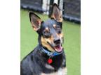 Adopt Jojo a Australian Kelpie, Siberian Husky