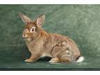 Adopt OLIVER a Bunny Rabbit