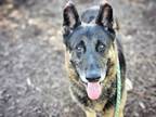 Adopt RAIDER a German Shepherd Dog