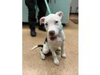 Adopt Blue a Pit Bull Terrier, Mixed Breed