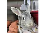 Adopt A188332 a Bunny Rabbit