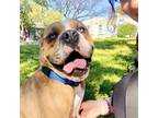 Adopt Hercules a Pit Bull Terrier