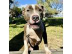 Adopt Chunky Monkey a Pit Bull Terrier