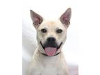 Adopt DARBY (A121782) a Pit Bull Terrier, German Shepherd Dog