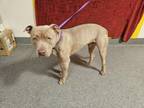 Adopt MARLO a American Staffordshire Terrier