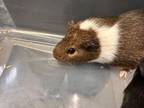 Adopt FLEX a Guinea Pig