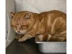 Adopt 403358 a Domestic Short Hair