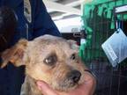 Adopt STEVE a Terrier, Mixed Breed