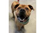Adopt Meatloaf a Pit Bull Terrier, Shar-Pei