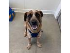Adopt Muttley (Aether) a Cattle Dog