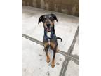 Adopt MEMPHIS a Bluetick Coonhound, Doberman Pinscher