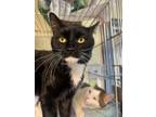 Adopt 42-Moonlight-bonded with Chino a Domestic Short Hair