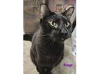 Adopt Ringo a Domestic Short Hair