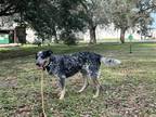 Adopt TEX a Australian Cattle Dog / Blue Heeler, Australian Shepherd