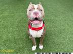 Adopt TED a Pit Bull Terrier