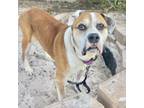 Adopt Brutes a Boxer, Mixed Breed