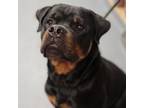 Adopt Rocco a Mixed Breed, Rottweiler