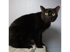 Adopt Panther a Domestic Short Hair