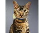 Adopt Oakley a Domestic Short Hair