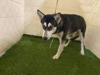 Adopt TUNDRA a Siberian Husky