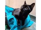 Adopt Gable a Domestic Short Hair