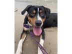 Adopt SCRABBLE a Mixed Breed