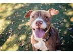 Adopt RAMBO a Pit Bull Terrier, Mixed Breed