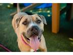 Adopt DROGON a Pit Bull Terrier