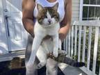 Adopt GUISEPPE a Domestic Short Hair