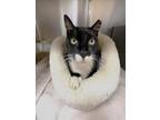 Adopt JAMIE a Domestic Short Hair