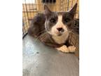 Adopt LANCE a Domestic Short Hair