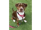 Adopt DUKE a Mixed Breed